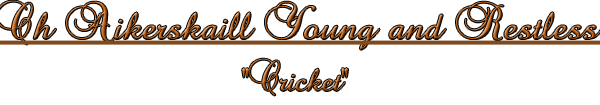 Cricket